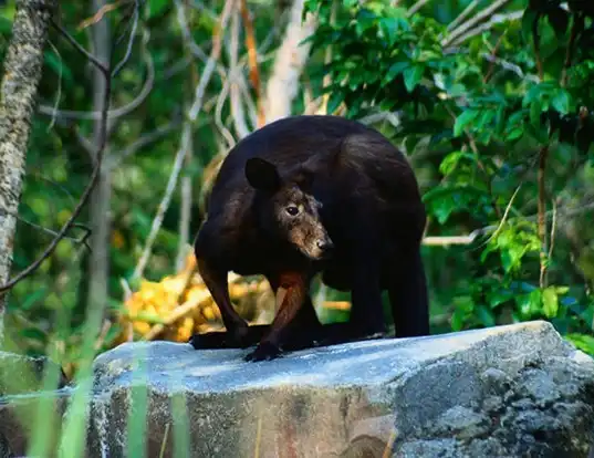 Picture of a black wallaroo (Macropus bernardus)