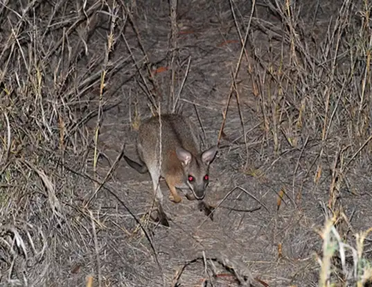 Picture of a black-striped wallaby (Macropus dorsalis)