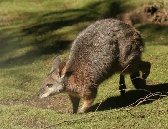 Picture of a tammar wallaby (Macropus eugenii)