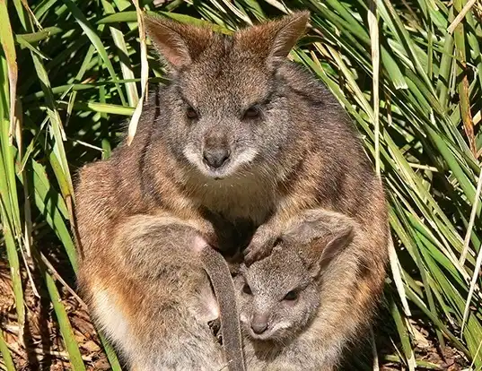 Picture of a parma wallaby (Macropus parma)