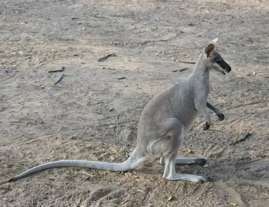 Picture of a whiptail wallaby (Macropus parryi)