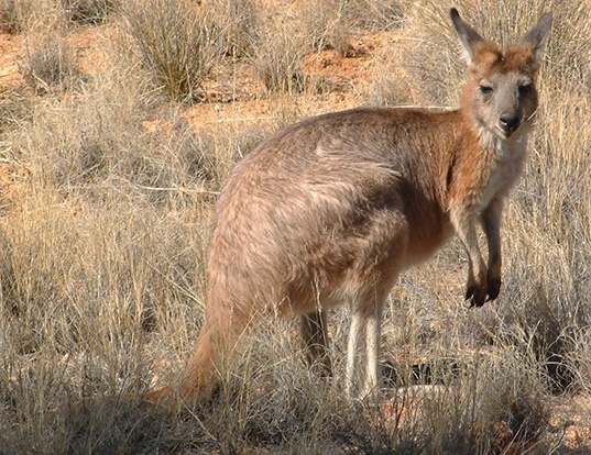Picture of a wallaroo (Macropus robustus)