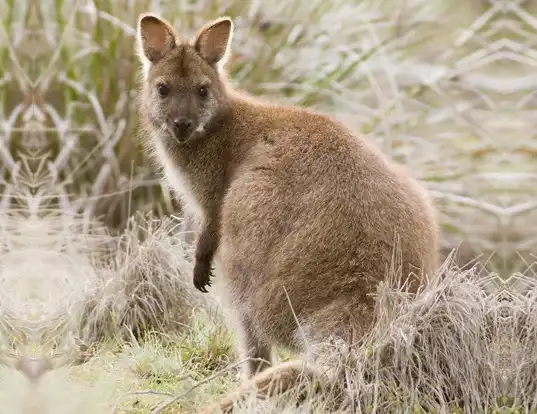 Picture of a red-necked wallaby (Macropus rufogriseus)