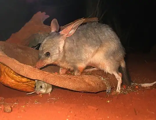 Picture of a bilby (Macrotis lagotis)