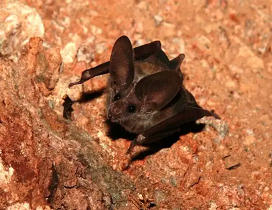 Picture of a california leaf-nosed bat (Macrotus californicus)