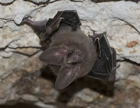 Picture of a waterhouse's leaf-nosed bat (Macrotus waterhousii)