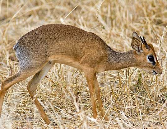Picture of a gunther's dik-dik (Madoqua guentheri)