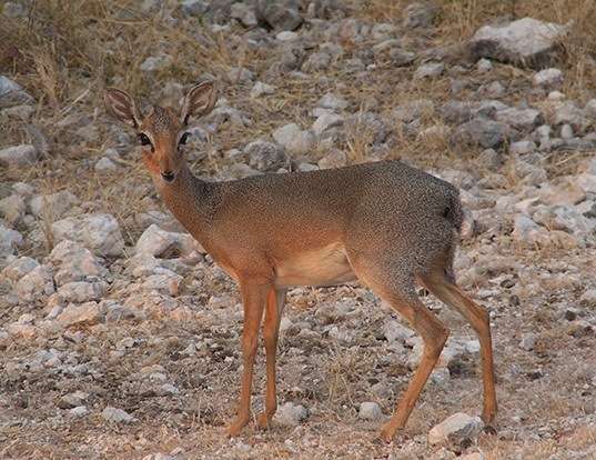 Picture of a kirk's dik-dik (Madoqua kirkii)