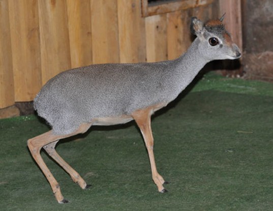 Picture of a silver dik-dik (Madoqua piacentinii)