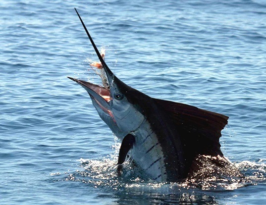 Picture of a blue marlin (Makaira nigricans)