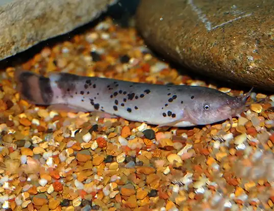 Picture of a african electric catfish (Malapterurus electricus)