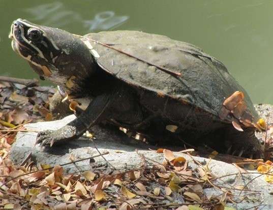 Picture of a malayan snail-eating turtle (Malayemys subtrijuga)