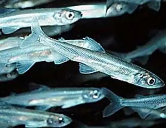 Picture of a capelin (Mallotus villosus)