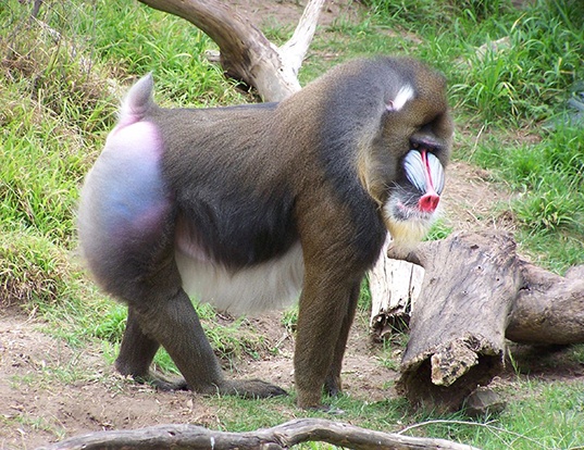 Picture of a mandrill (Mandrillus sphinx)