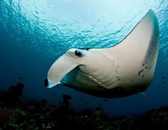 Picture of a giant manta ray (Manta birostris)