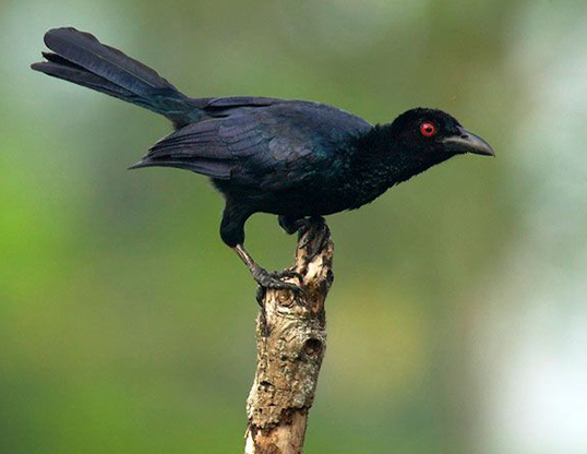 Picture of a glossy-mantled manucode (manucodia ater)
