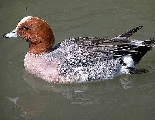 Picture of a eurasian wigeon (Mareca penelope)