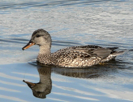 Picture of a gadwall (Mareca strepera)