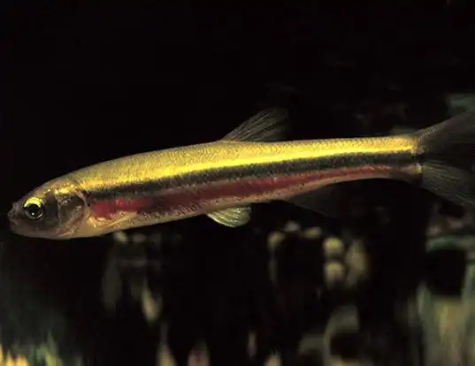 Picture of a pearl dace (Margariscus margarita)