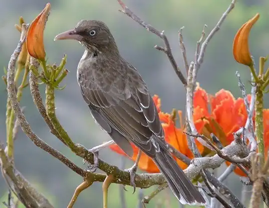 Picture of a pearly-eyed thrasher (Margarops fuscatus)