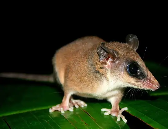 Picture of a mexican mouse opossum (Marmosa mexicana)