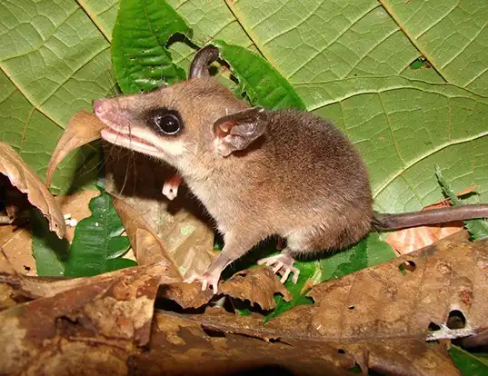 Picture of a white-bellied slender mouse opossum (Marmosops noctivagus)
