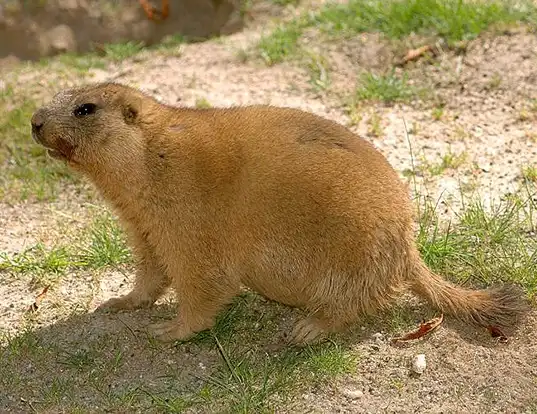 Picture of a bobak marmot (Marmota bobak)