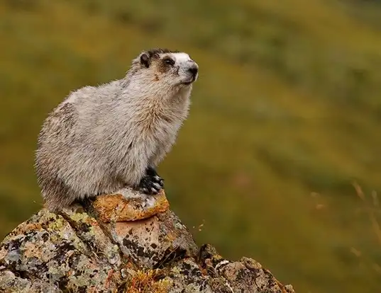 Picture of a montague island hoary marmot (Marmota caligata)