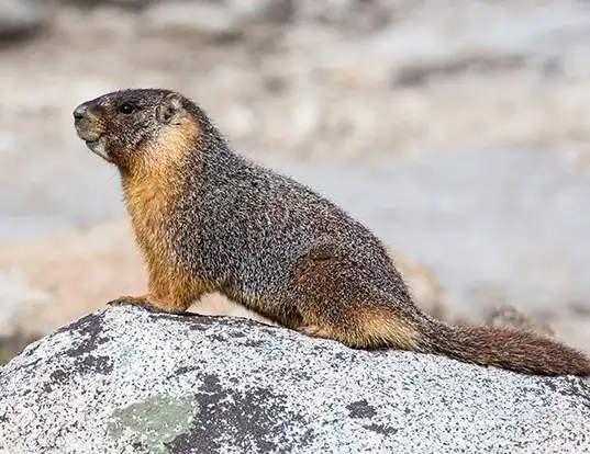 Picture of a yellow-bellied marmot (Marmota flaviventris)