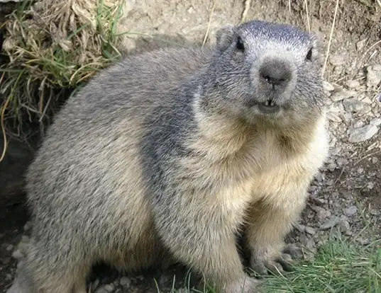 Picture of a alpine marmot (Marmota marmota)