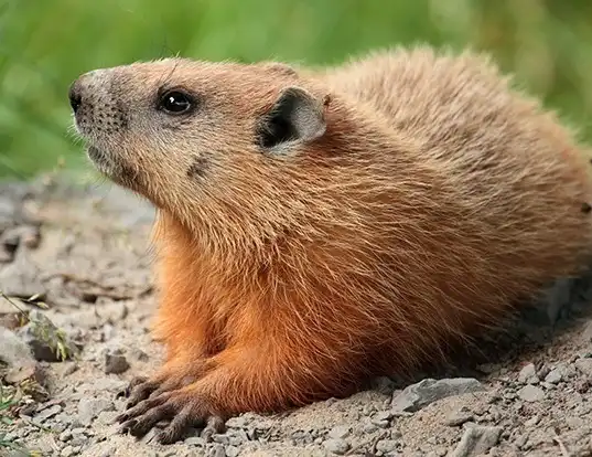 Picture of a woodchuck (Marmota monax)