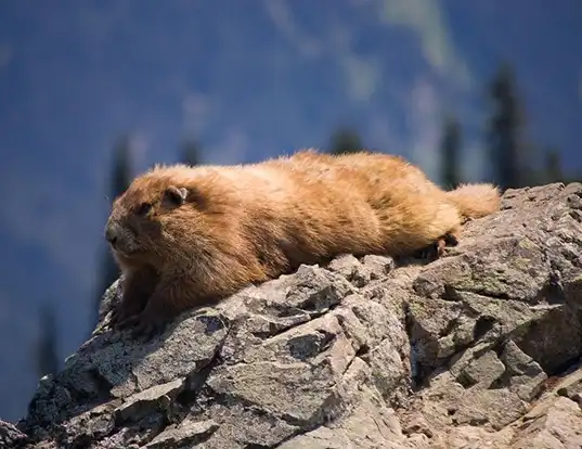 Picture of a olympic marmot (Marmota olympus)