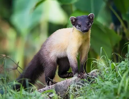 Picture of a yellow-throated marten (Martes flavigula)