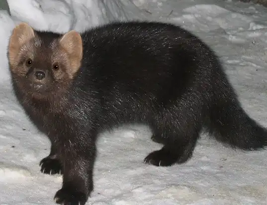 Picture of a sable (Martes zibellina)