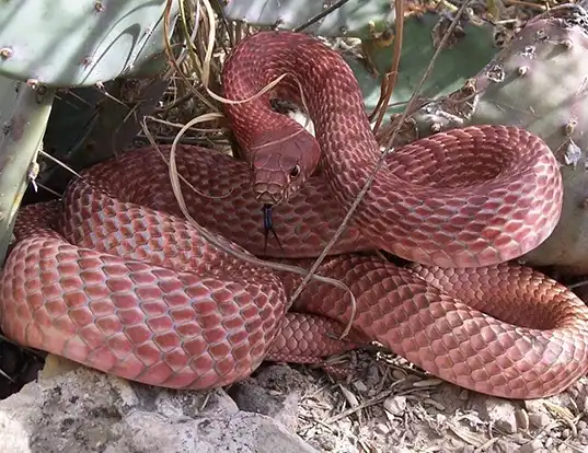 Picture of a central coachwhip (Masticophis flagellum testaceus)