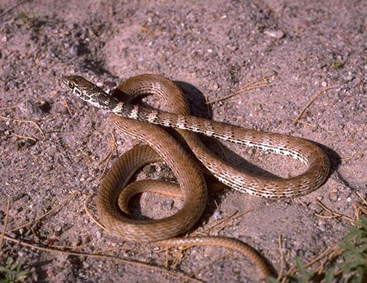 Picture of a san joaquin coachwhip (Masticophis flagellum)
