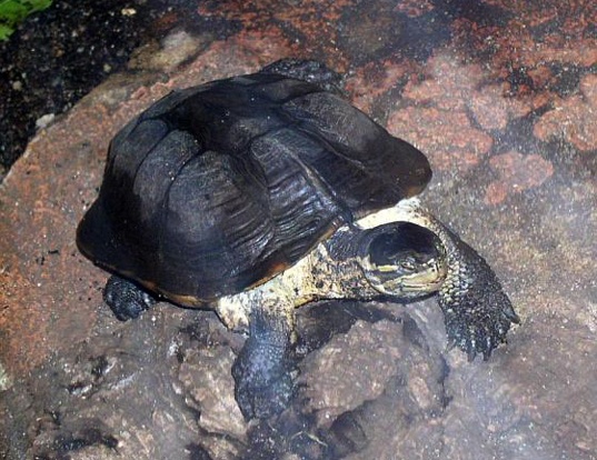 Picture of a annam leaf turtle (Mauremys annamensis)