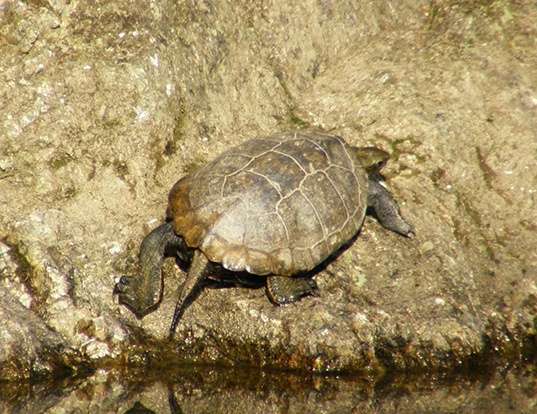 Picture of a japanese pond turtle (Mauremys japonica)