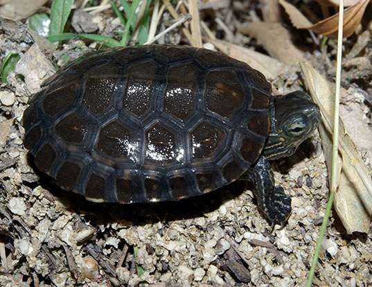 Picture of a mediterranean turtle (Mauremys leprosa)