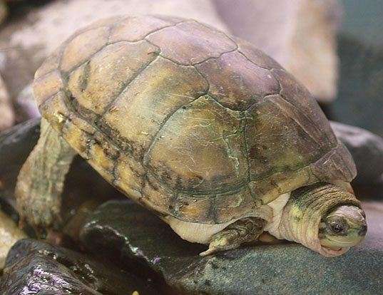 Picture of a yellow pond turtle (Mauremys mutica)