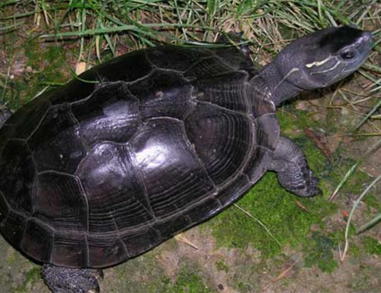 Picture of a red-necked pond turtle (Mauremys nigricans)