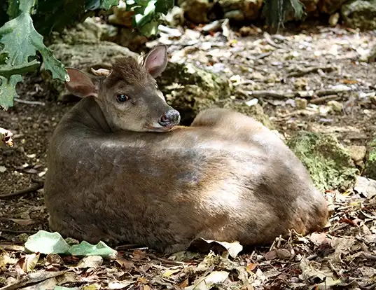 Picture of a red brocket (Mazama americana)