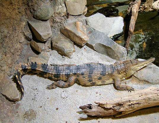 Picture of a african slender-snouted crocodile (Mecistops cataphractus)