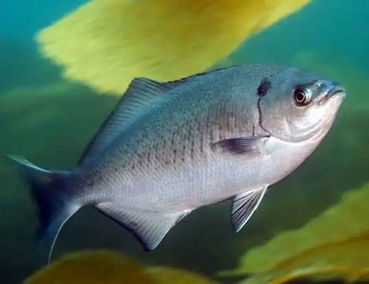 Picture of a halfmoon (Medialuna californiensis)