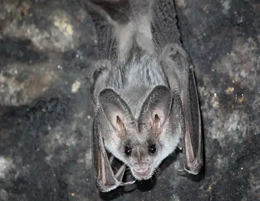 Picture of a greater false vampire (Megaderma lyra)