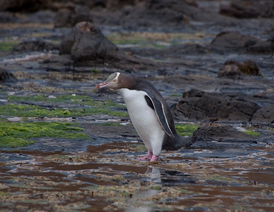 Picture of a yellow-eyed penguin (Megadyptes antipodes)