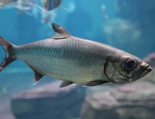 Picture of a indo-pacific tarpon (Megalops cyprinoides)