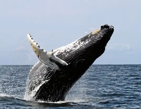 Picture of a humpback whale (Megaptera novaeangliae)