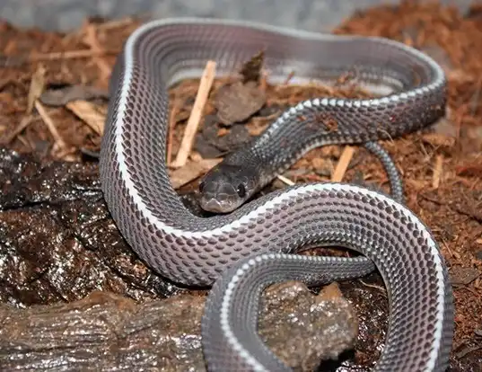Picture of a cape file snake (Mehelya capensis)