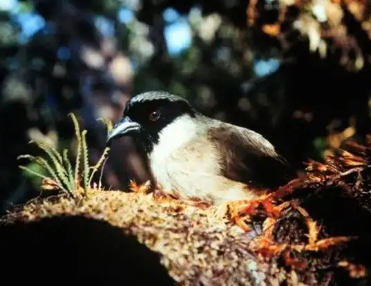 Picture of a poo-uli (Melamprosops phaeosoma)